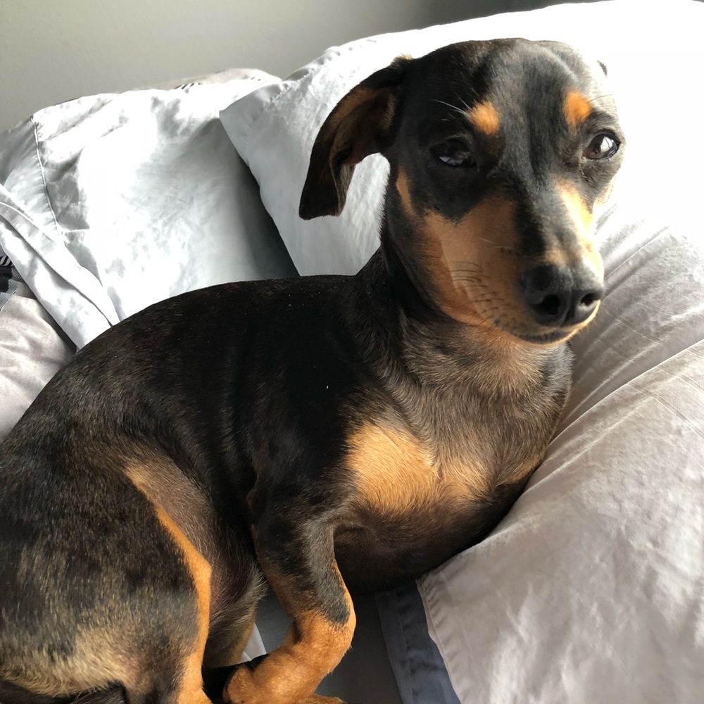 Meet your Posher, Tracy